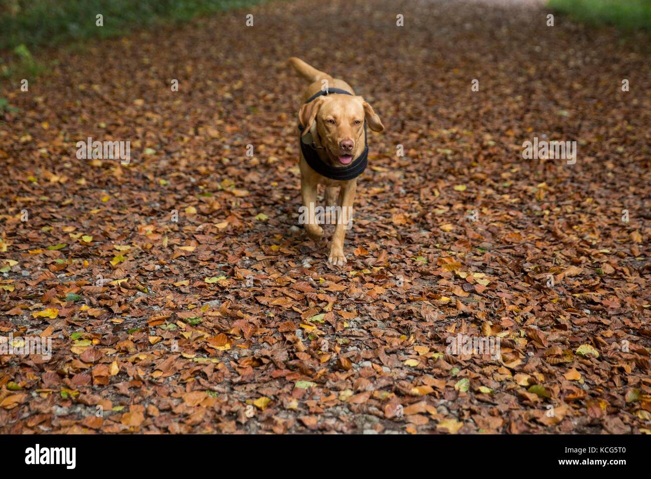 Hensol, Wales, UK, October 3rd 2017. Talisker the Fox Red Labrador takes a walk through fallen leaves in Hensol Forest, Vale of Glamorgan, Wales, UK. Stock Photo