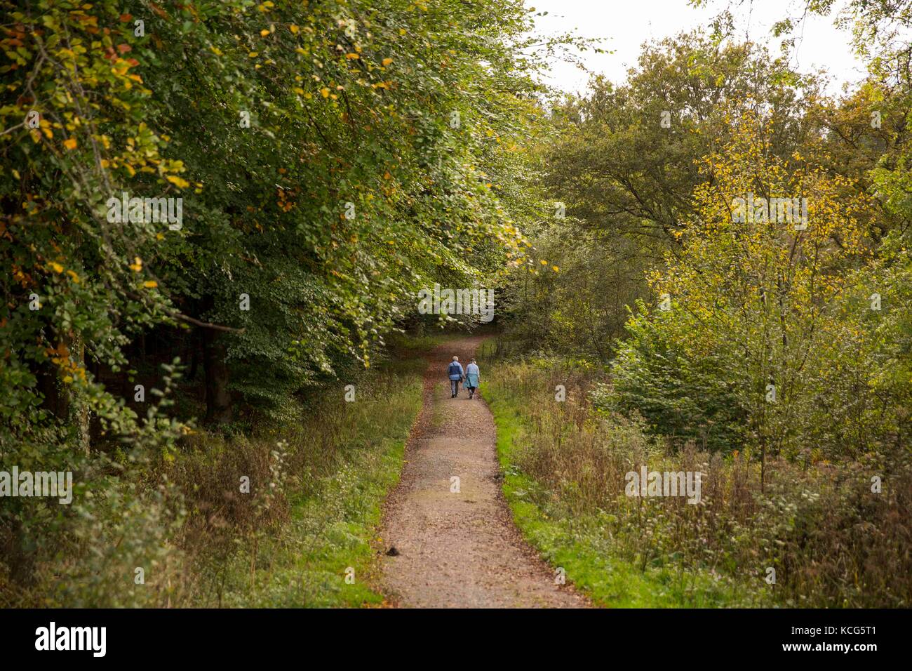 Hensol, Wales, UK, October 3rd 2017. Walkers enjoy the autumn colours in Hensol Forest, Vale of Glamorgan, Wales, UK. Stock Photo