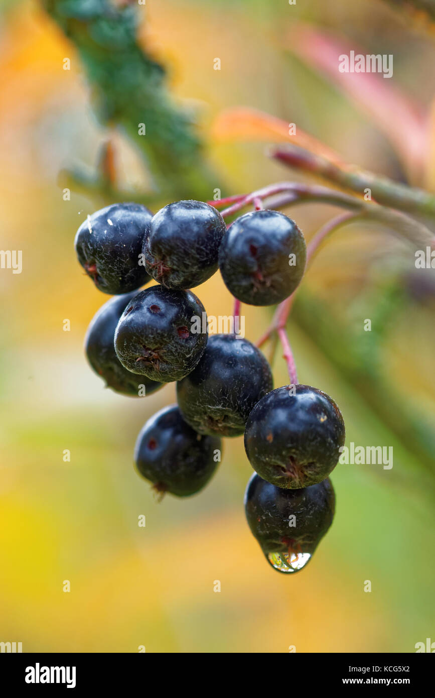 Fruits of black chokeberry in October Stock Photo