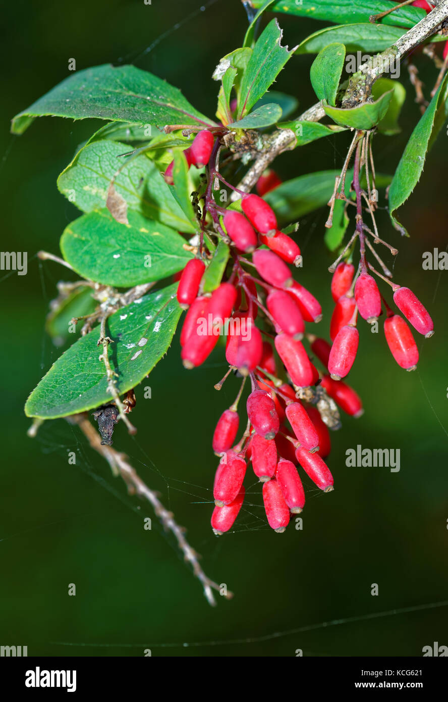 Berberis, commonly known as barberry, is a large genus of deciduous and evergreen shrubs. Stock Photo