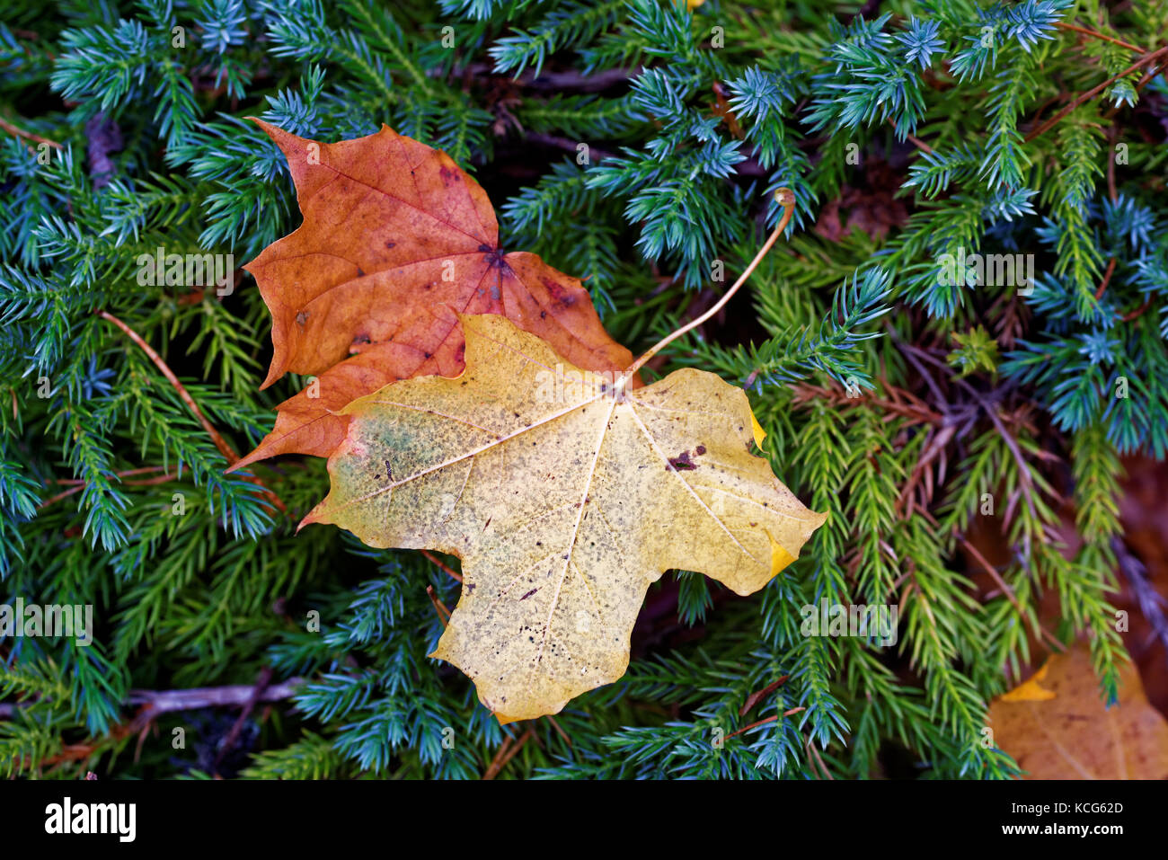 Maple leaves on savin juniper bush. Stock Photo