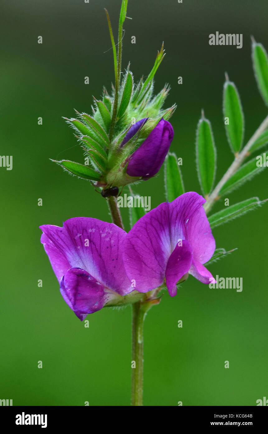 Common vetch in flower. Stock Photo