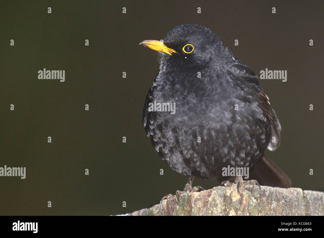 blackbird turdus merula Stock Photo - Alamy