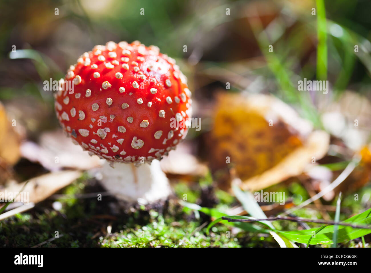 Poisonous mushroom Amanita muscaria, commonly known as the fly agaric or fly amanita grows in summer forest Stock Photo