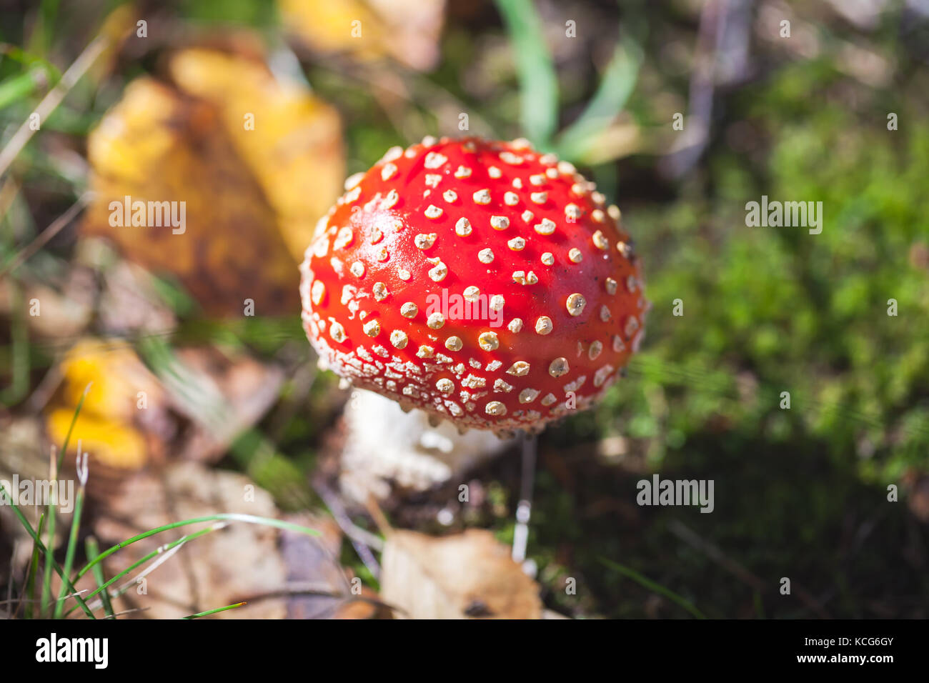 Poisonous mushroom Amanita muscaria, commonly known as the fly agaric or fly amanita grows in summer European forest Stock Photo