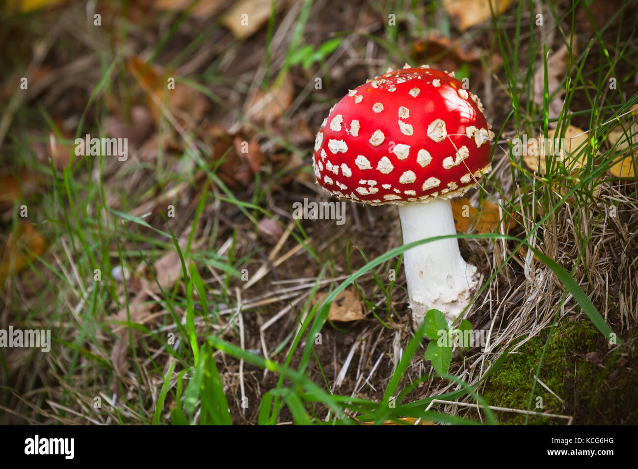 Bright red poisonous mushroom Amanita muscaria, commonly known as the fly agaric or fly amanita grows in summer European forest Stock Photo