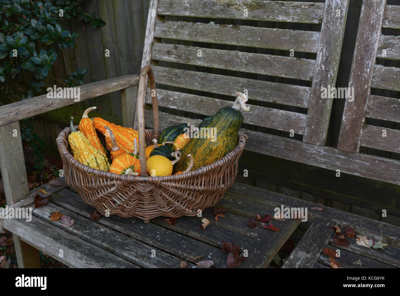 Woven basket with an assortment of brightly coloured ornamental gourds on a weathered wooden bench Stock Photo