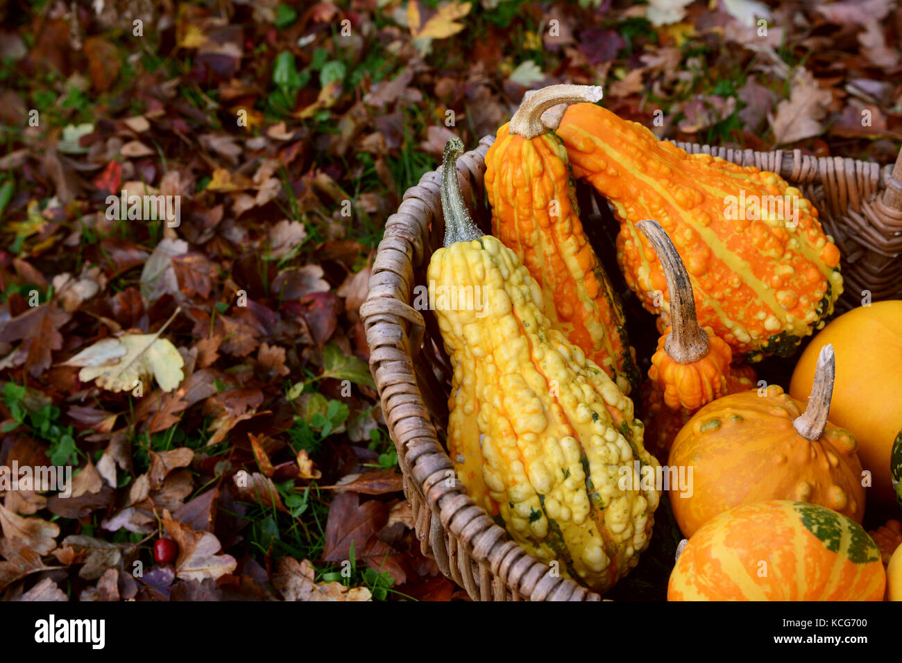Detail of warty ornamental gourds in a basket on red and brown fall leaves Stock Photo