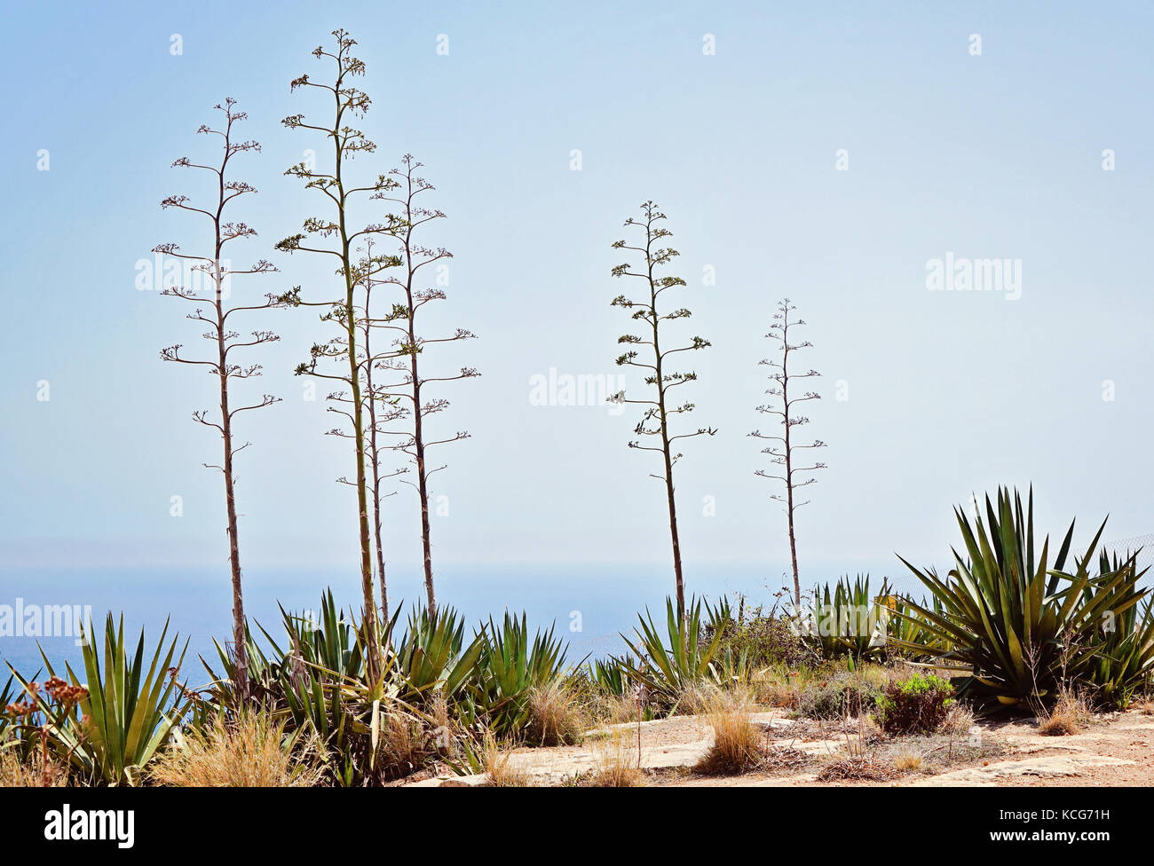 Typical for sunny Malta landscape. Flora of Malta Stock Photo Alamy