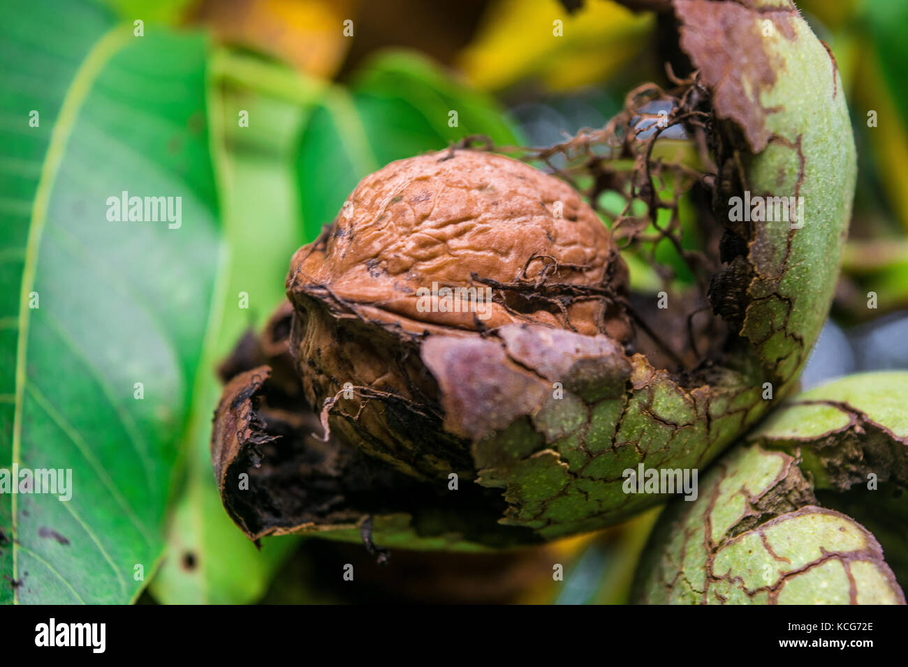 Walnut Tree Color Walnut tree colours hi-res stock photography and images - Alamy