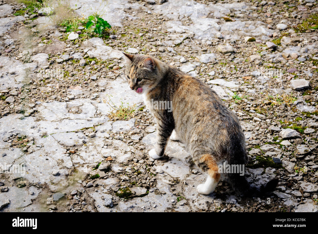 Cat walks outdoors Stock Photo Alamy