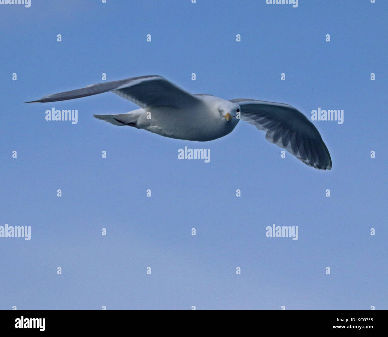 The glaucous-winged gull is a large, white-headed gull with gray wings and is commonly found in Alaska Stock Photo