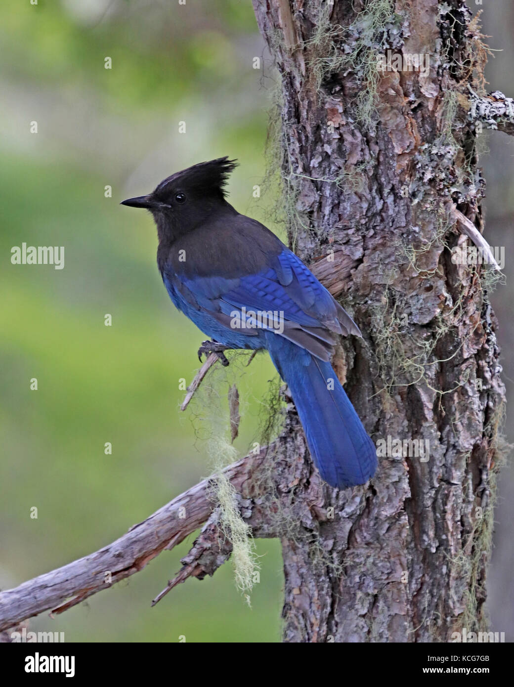 The Stellar's jay is the only New World bird to use mud to build it's nest Stock Photo