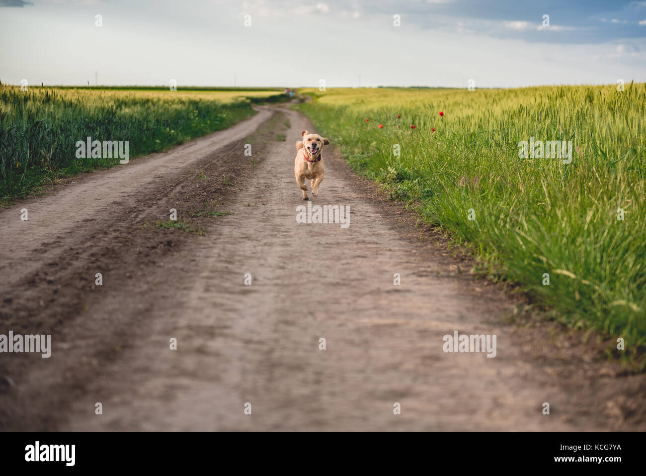 Small yellow dog running down rural dirt road Stock Photo