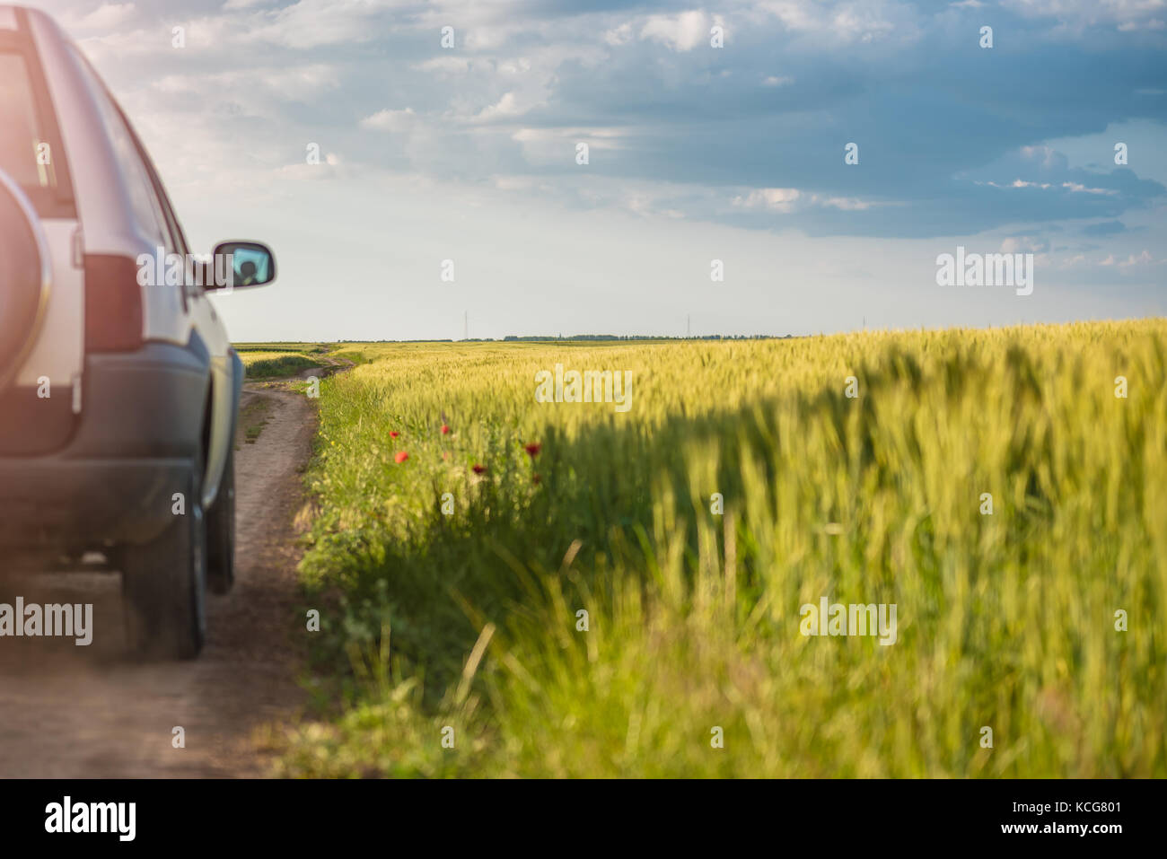Truck on a dusty gravel road driving through wheat fields Stock Photo
