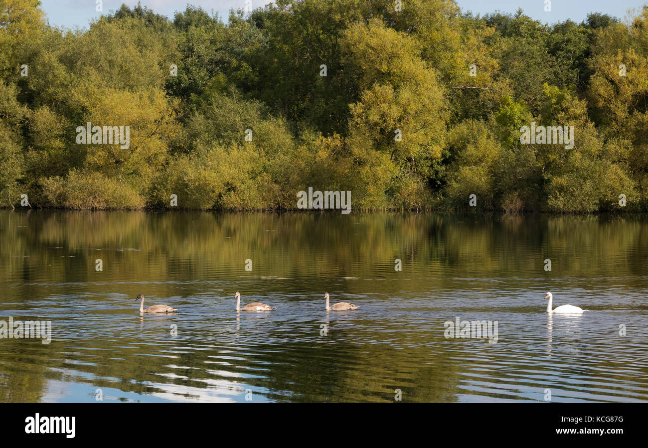 Mute swan with nearly full grown cygnets on lake in autumn Stock Photo