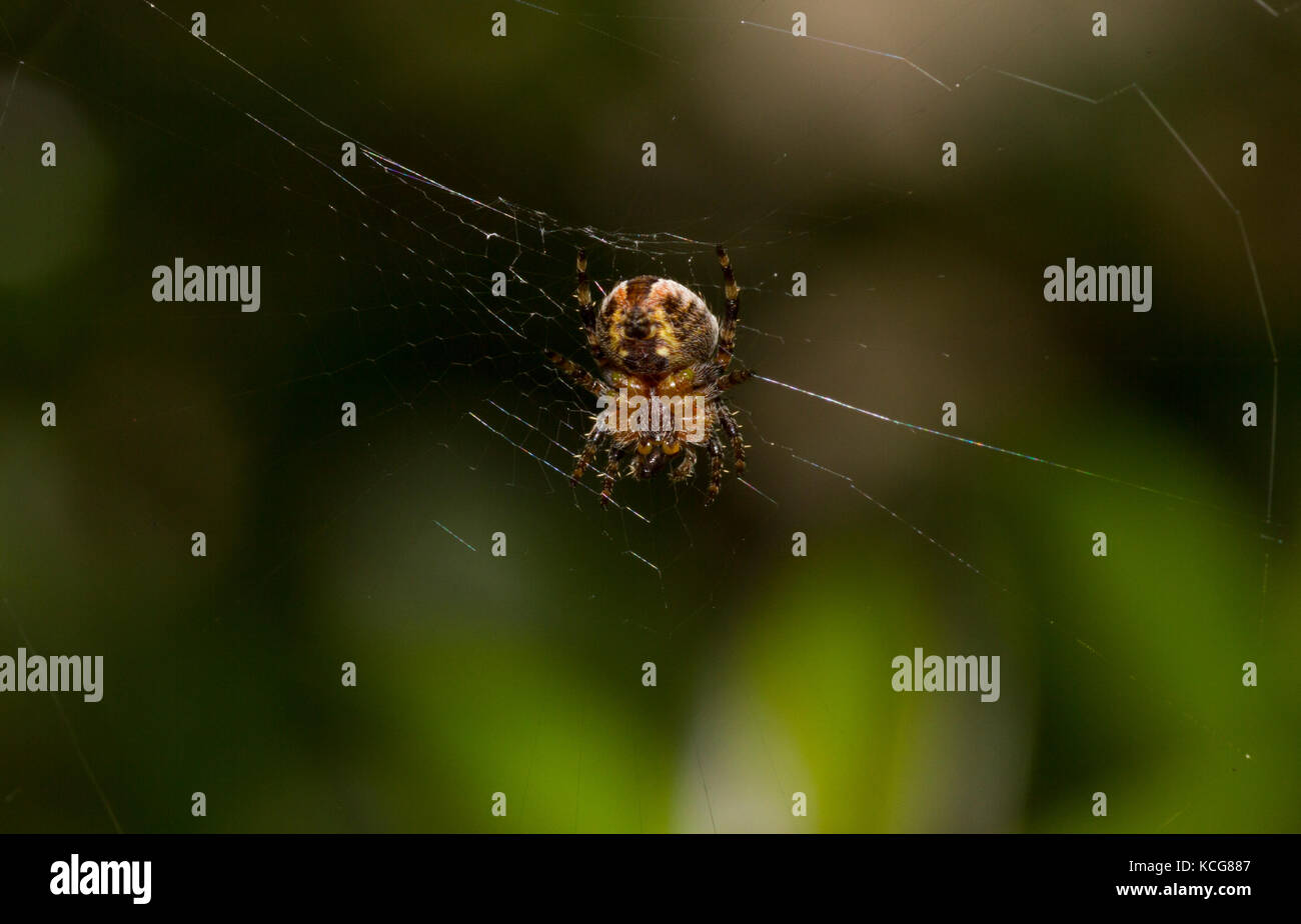 Garden cross spider in web Stock Photo - Alamy