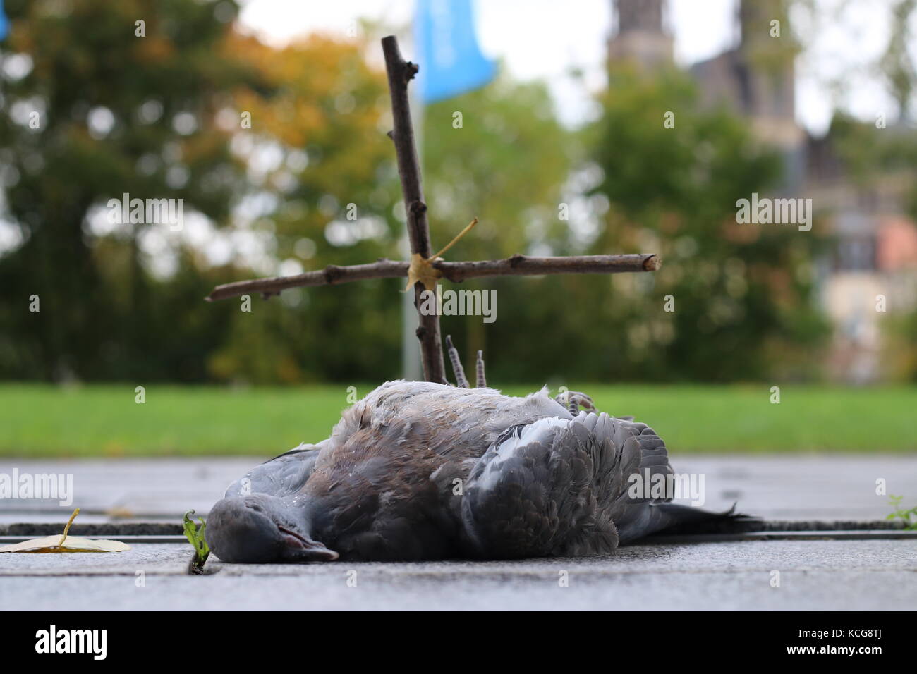 Dead pigeon road hires stock photography and images Alamy