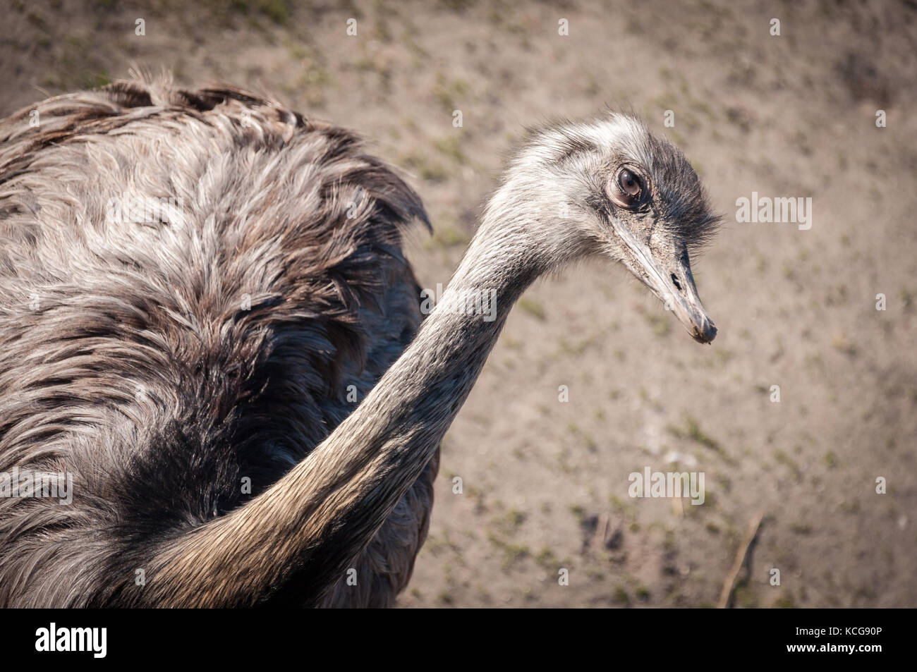 Portrait of a smirking ostrich posing for the camera Stock Photo