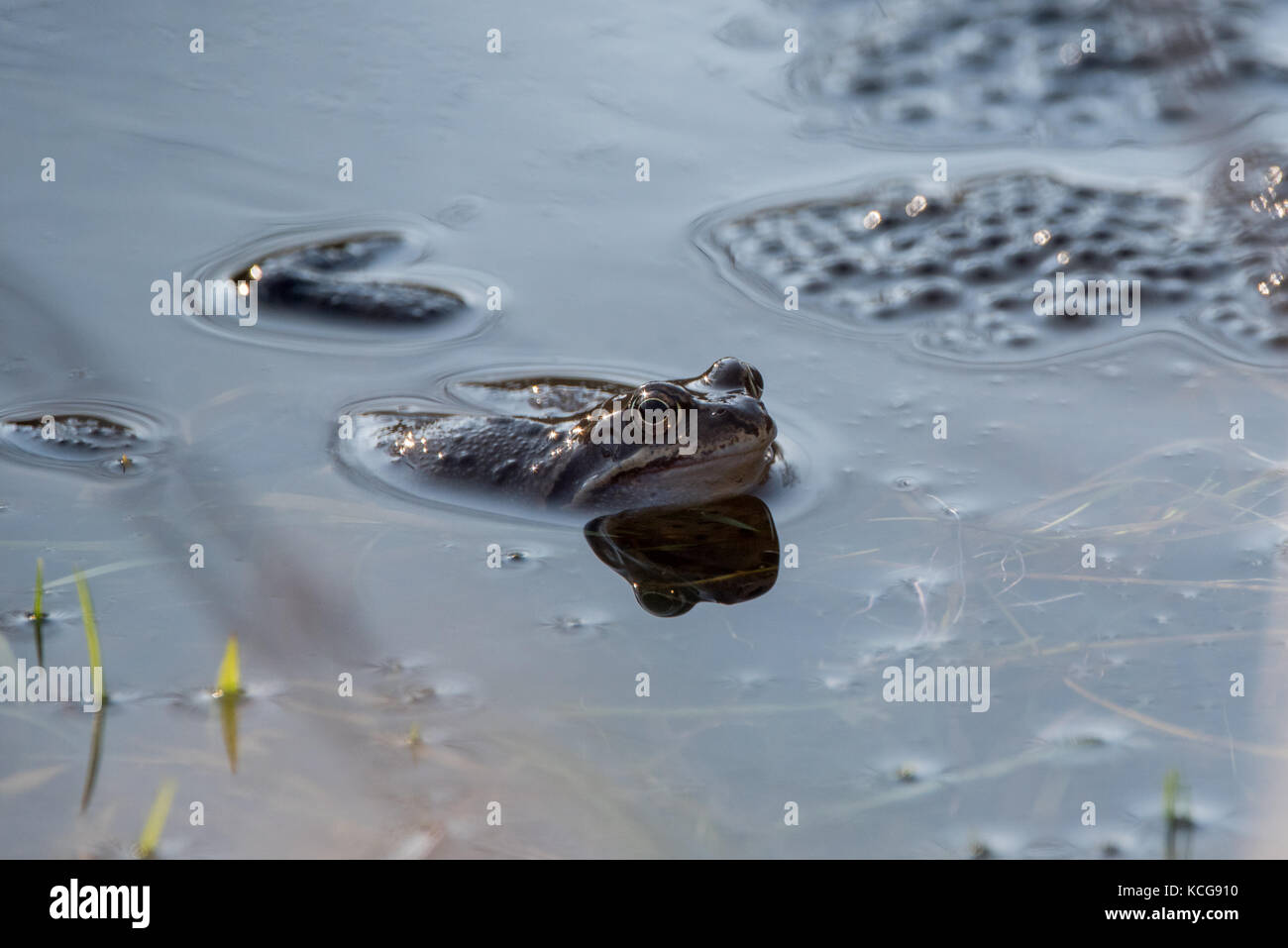 Frog in the water with eggs Stock Photo