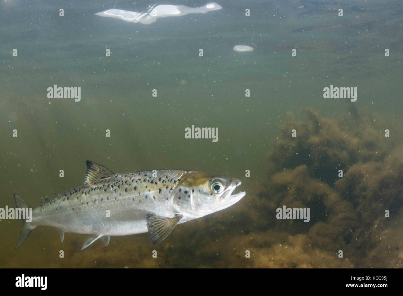 Smolt hires stock photography and images Alamy