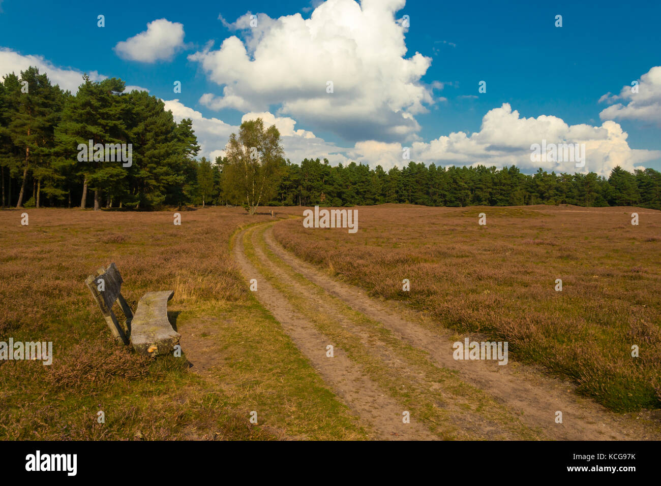 typical Lueneburg Heath in the autum Stock Photo - Alamy