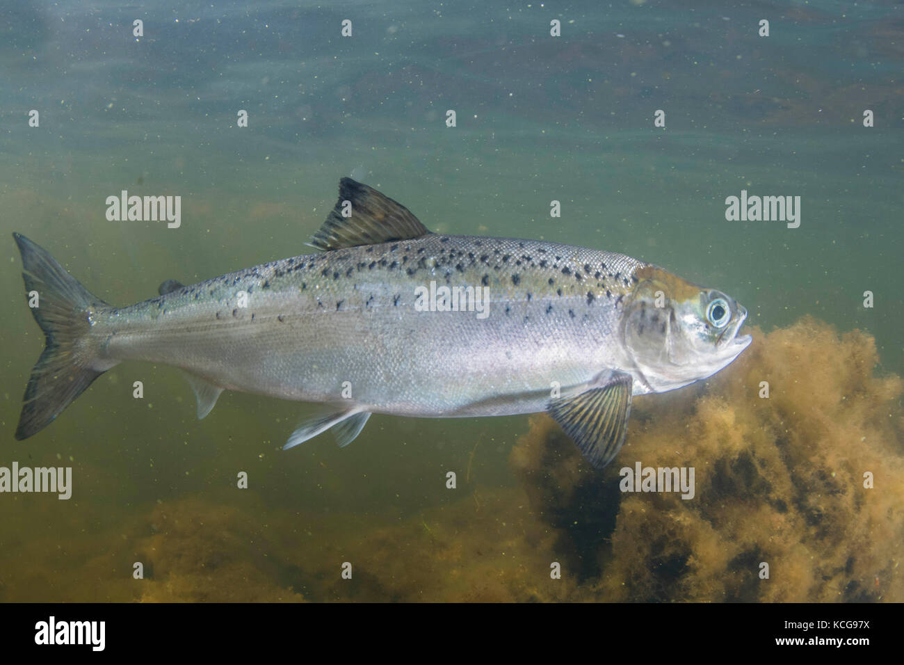 Atlantic salmon (Salmo salar) Juvenile , swimming in margins of a sea loch, ,  Scotland , Shetland, August Stock Photo