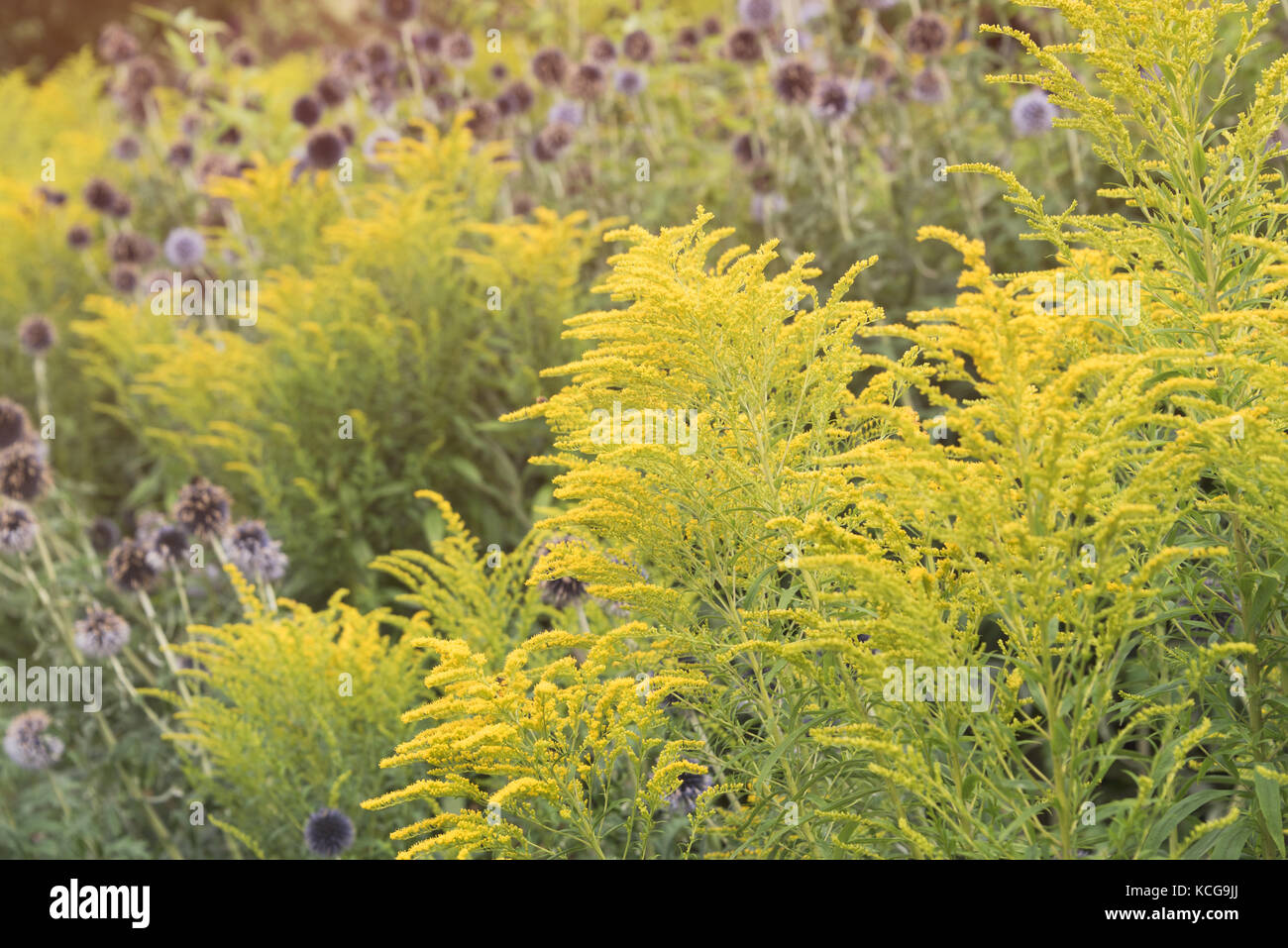 Summer Flowers in Abbey Park in Leicester Stock Photo Alamy