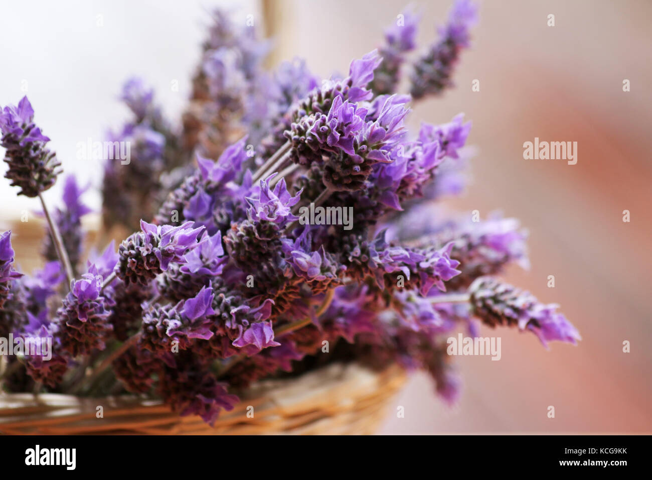 Fresh lavender flowers in a basket Stock Photo Alamy