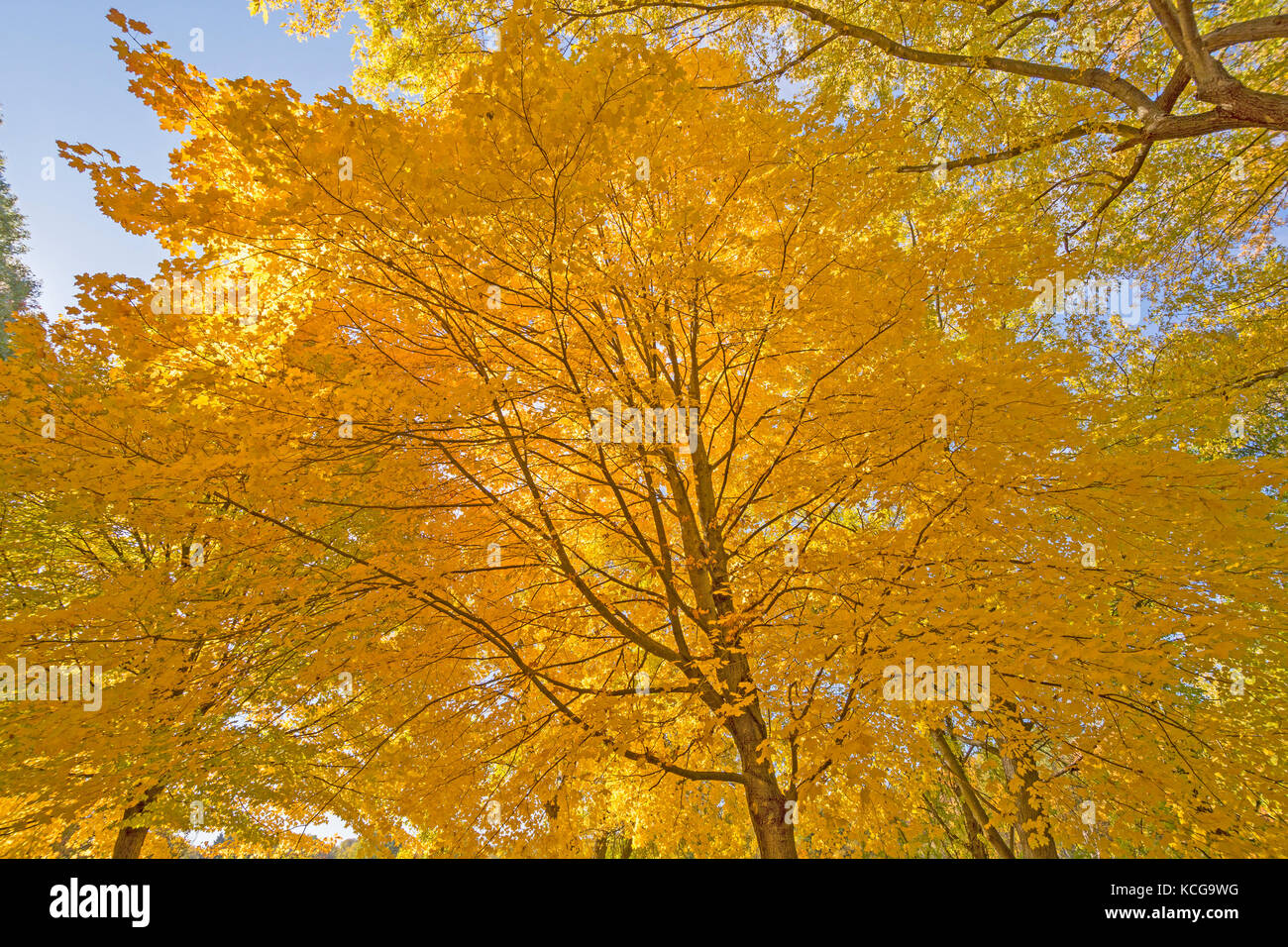 Underneath a Maple with Yellow Leaves in the Fall in Backbone State Park in Iowa Stock Photo