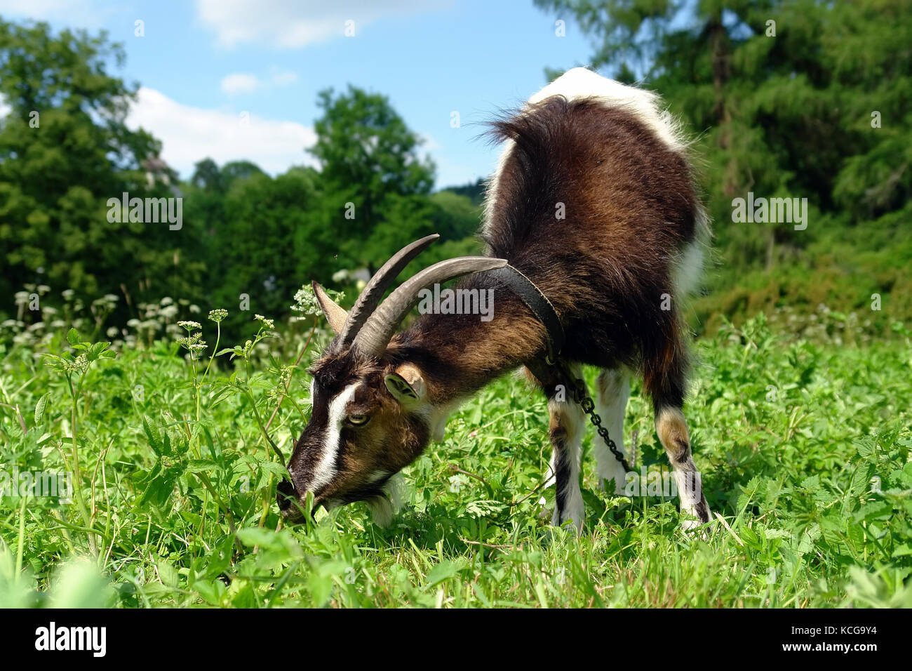 Billy goat grazing grass on a meadow Stock Photo Alamy