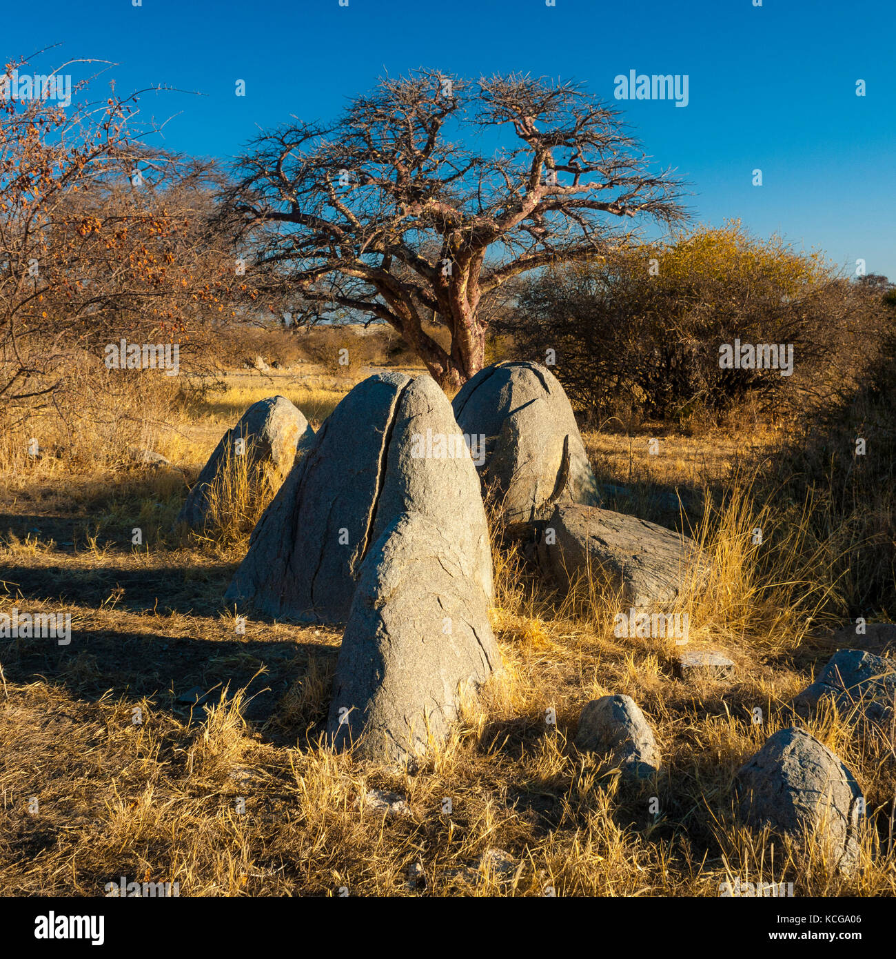 Kubu Island, Botswana Stock Photo