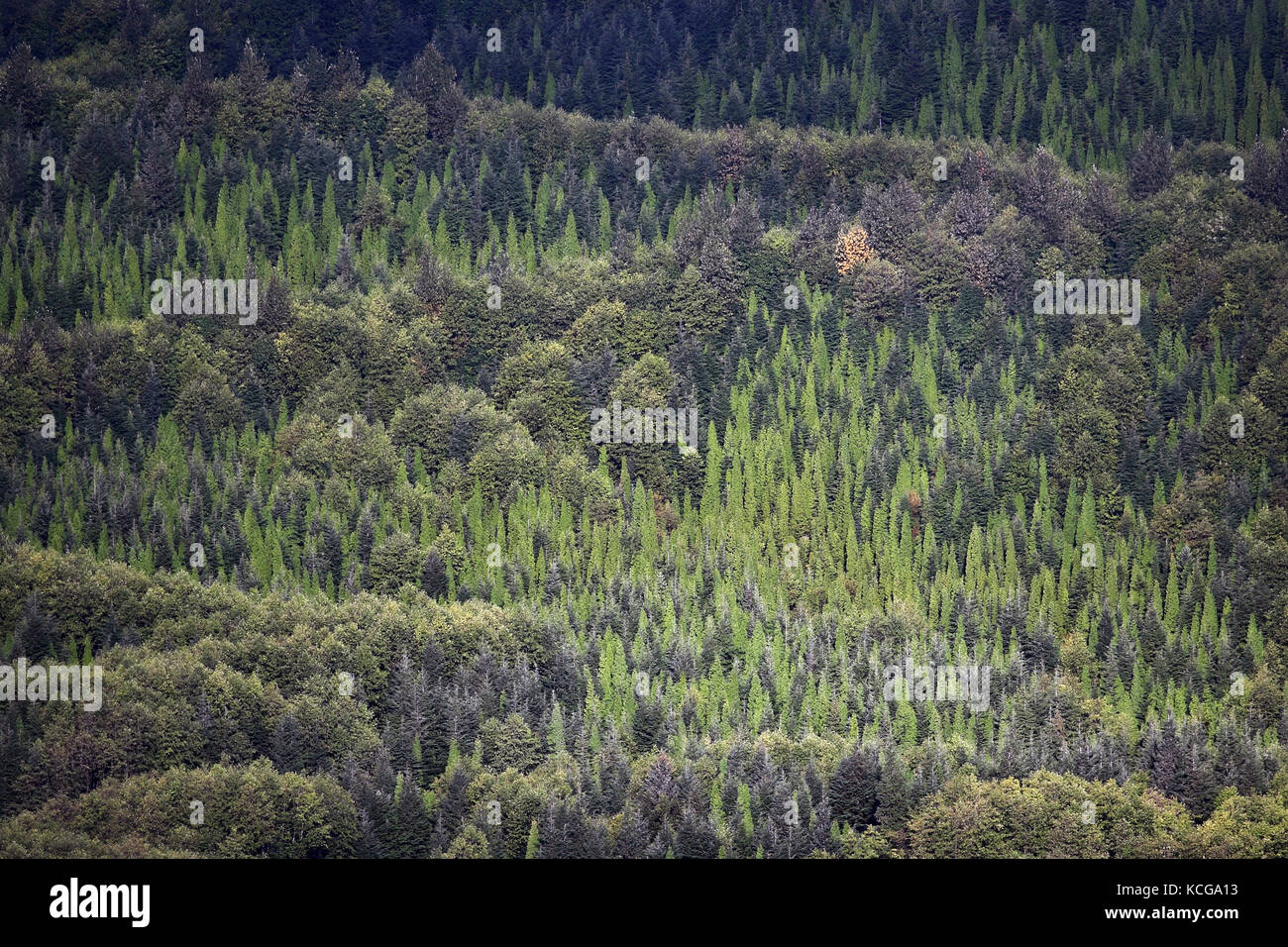 Wall of trees Stock Photo Alamy