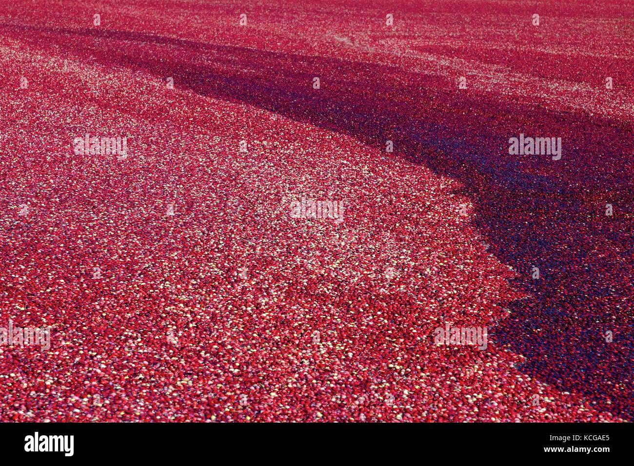 Flooding a cranberry bog is part of the wetharvest process. Harvest