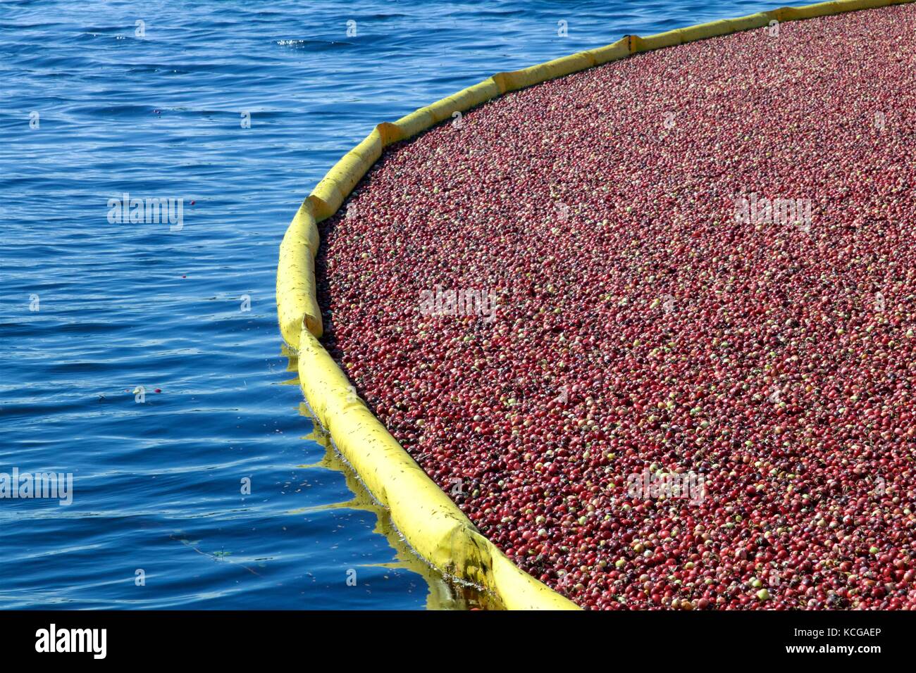 Plastic containment booms, similar to those used to contain oil spills are used in the wet-harvest of cranberries. Stock Photo