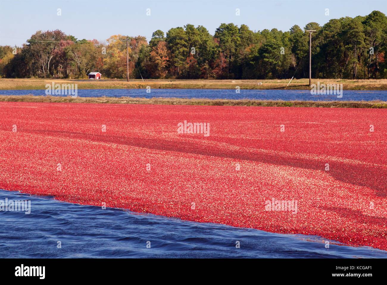 Flooding the cranberry bog is part of the wetharvest process. Harvest
