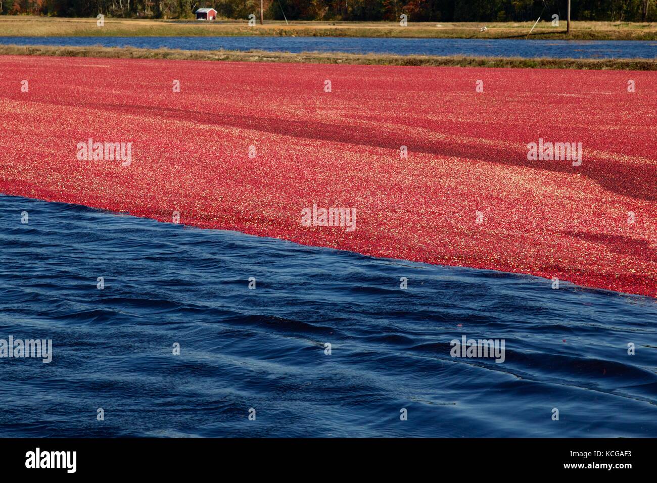 Flooding the cranberry bog is part of the wetharvest process. Harvest
