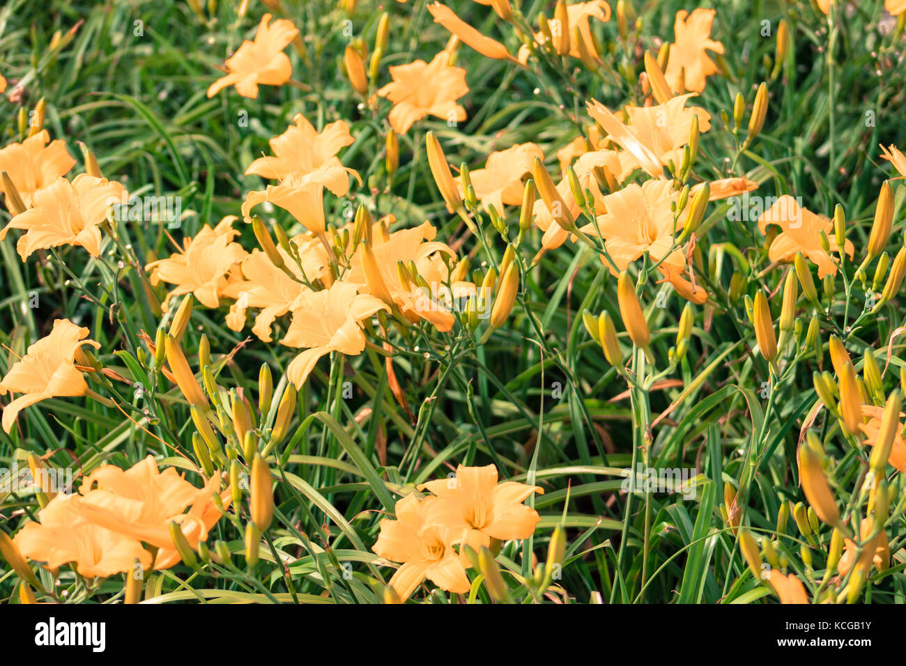 Flowers blow in the wind on a beautiful day Stock Photo Alamy