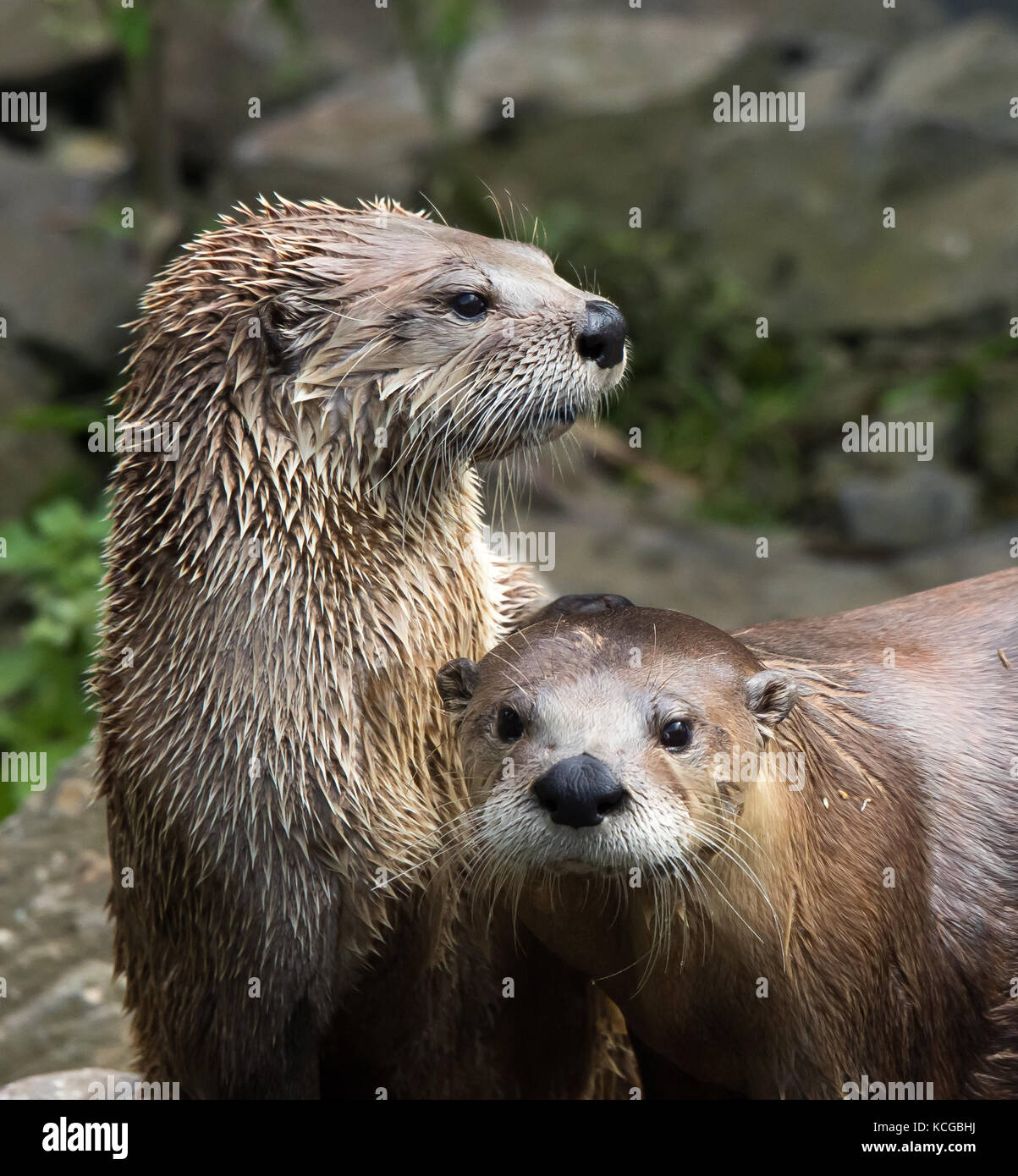 North american river otter in captivity hi-res stock photography and