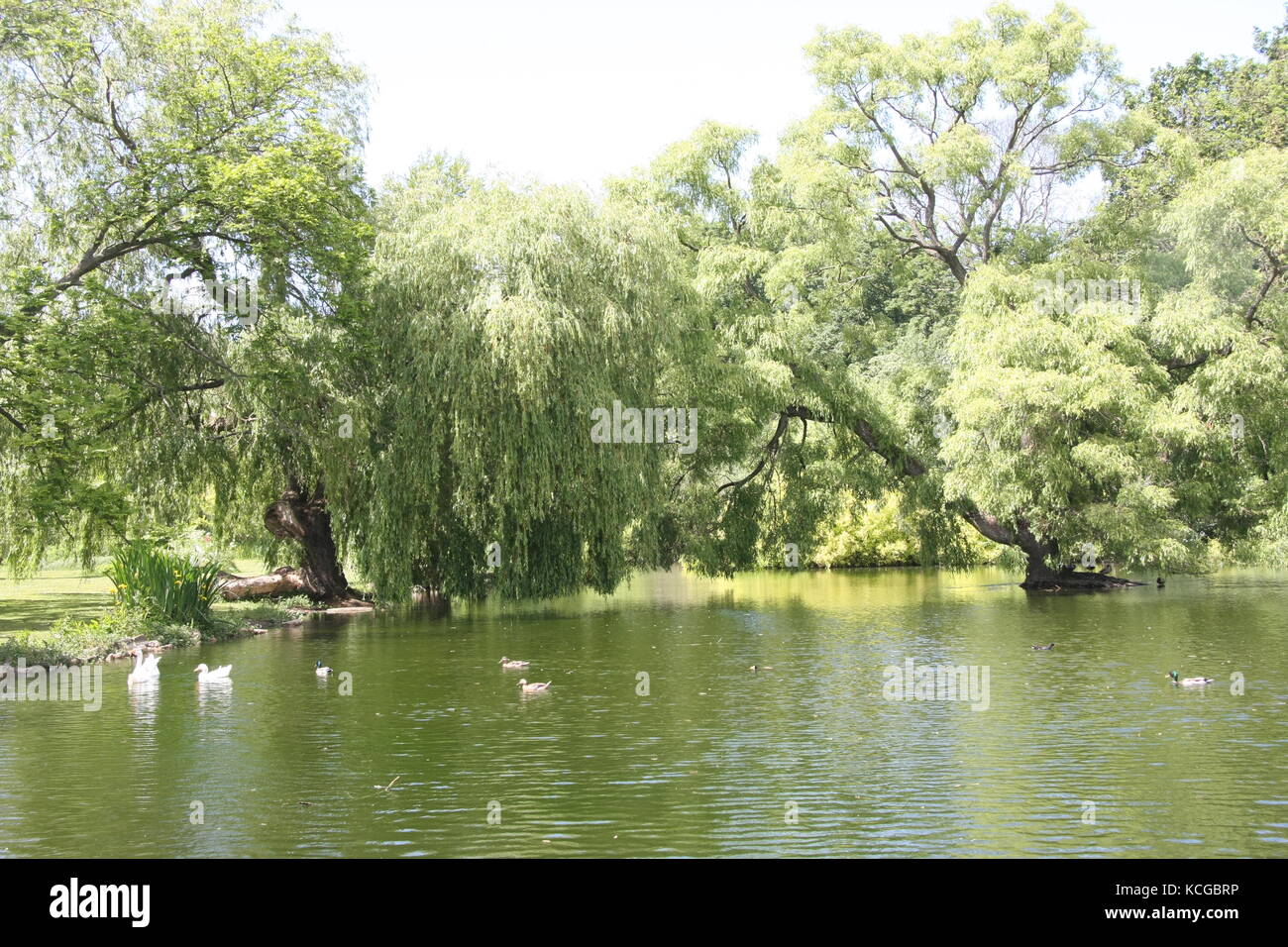 Thwaite Hall Gardens views in Cottingham, East Yorkshire Stock Photo