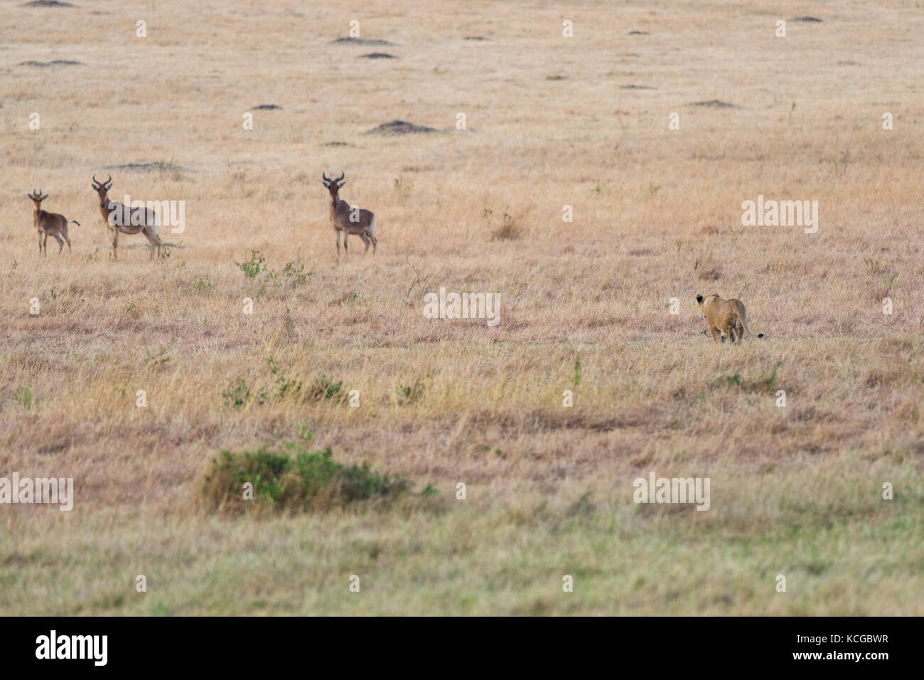 Lion (panthera leo) hunting gazelle, Masai Mara National Game Park Reserve, Kenya, East Africa Stock Photo