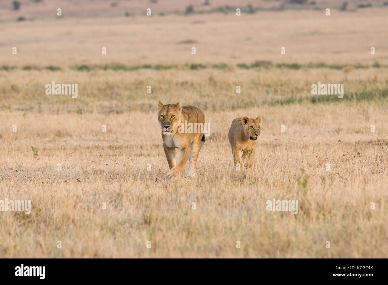 Lion (panthera leo), Masai Mara National Game Park Reserve, Kenya, East ...