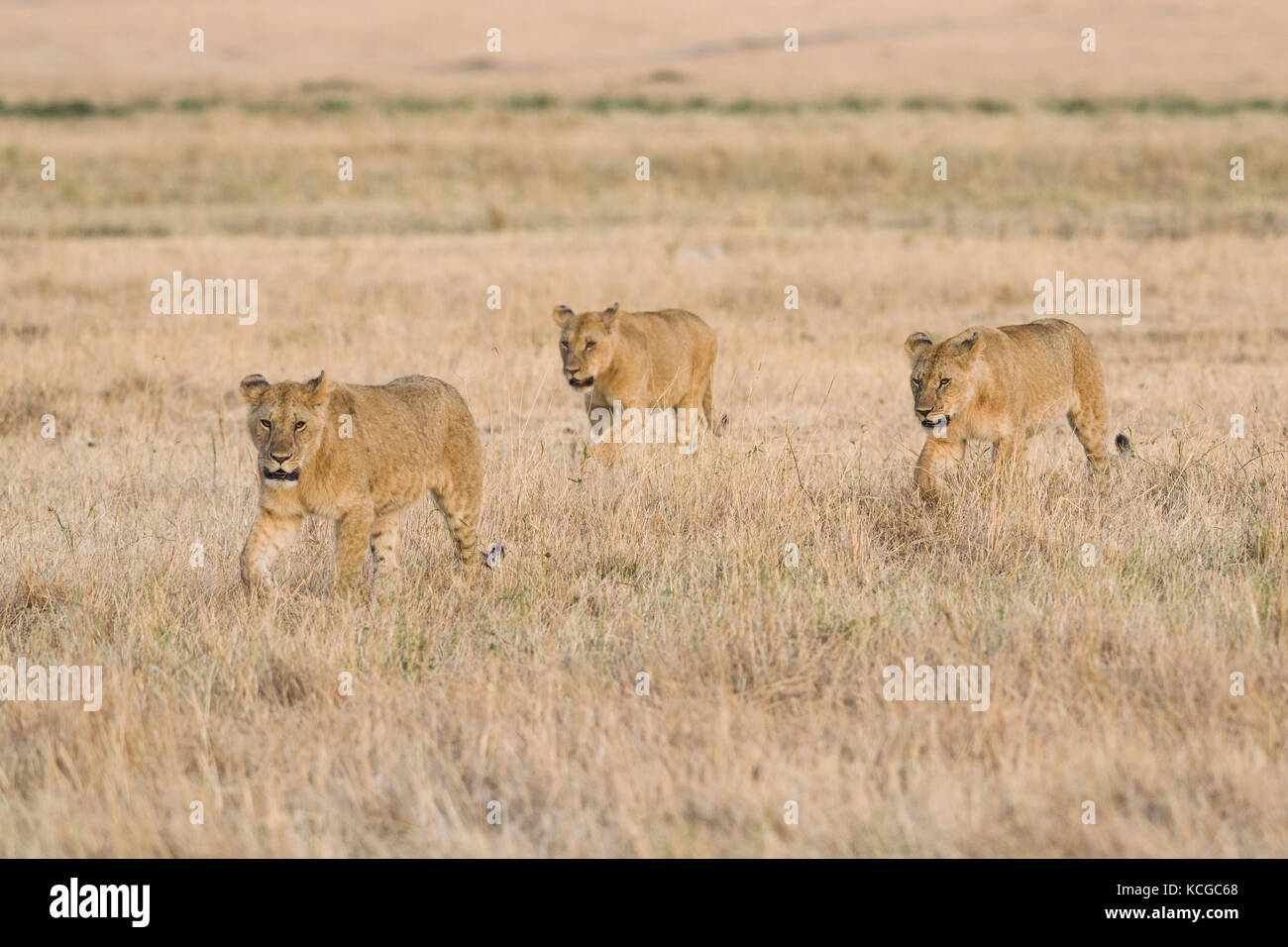 Lion (panthera leo) cubs walking on savanna, Masai Mara National Game ...