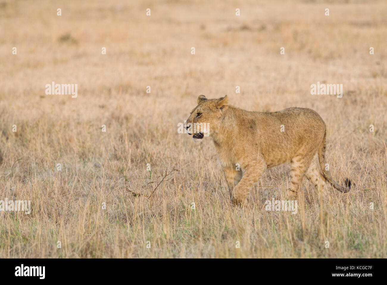 Lion (panthera leo) cub walking on savanna, Masai Mara National Game ...