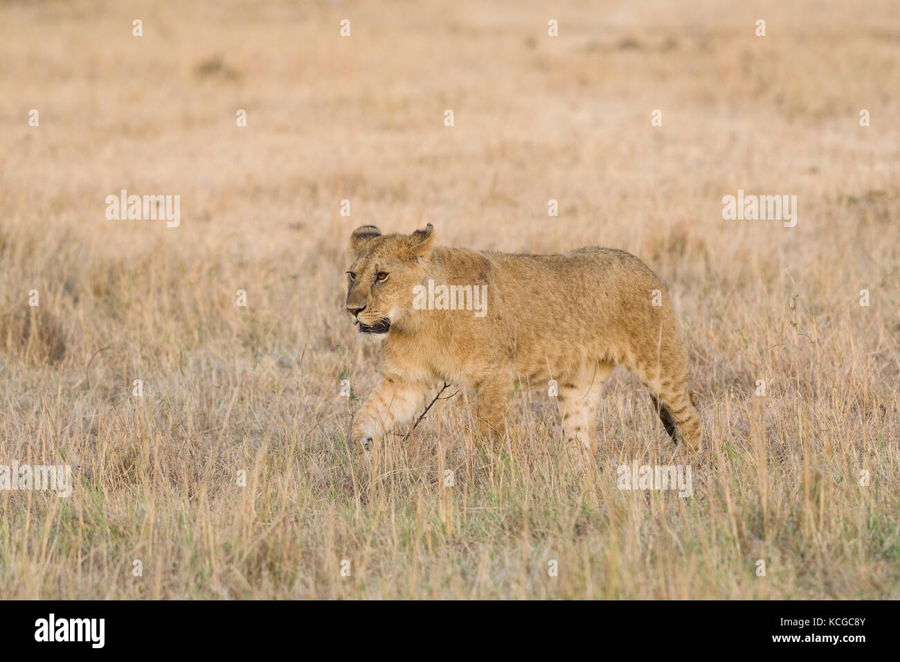 Lion (panthera leo) cub walking on savanna, Masai Mara National Game ...