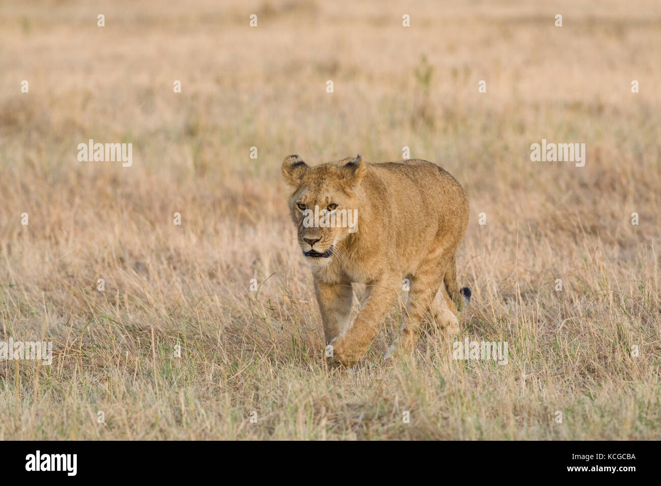 Lion (panthera leo) cub walking on savanna, Masai Mara National Game ...