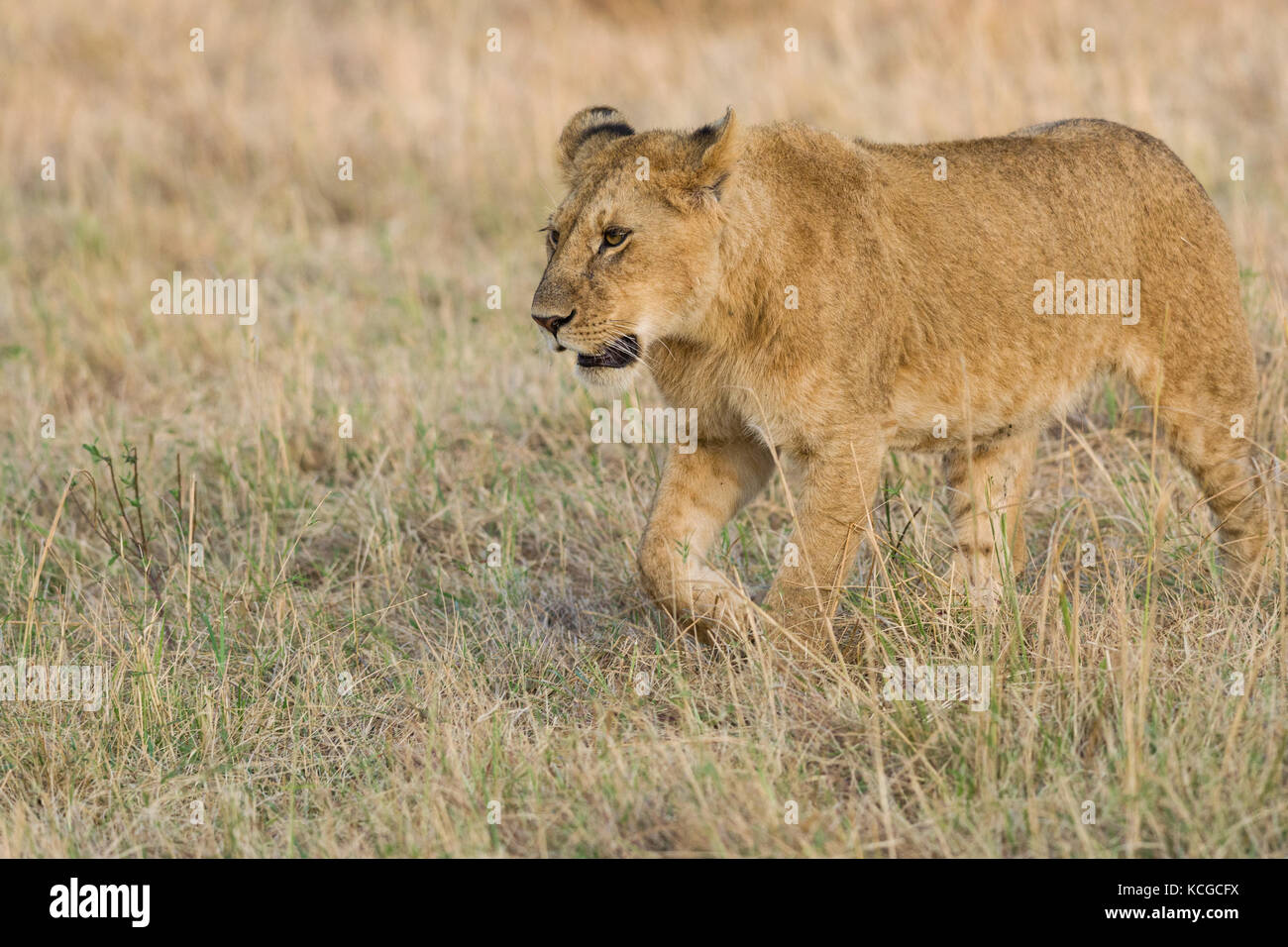 Lion (panthera leo) cub walking on savanna, Masai Mara National Game ...