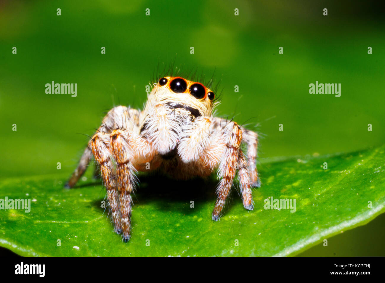 Jumpimg spider (Asianellus festivus) - Italy Stock Photo