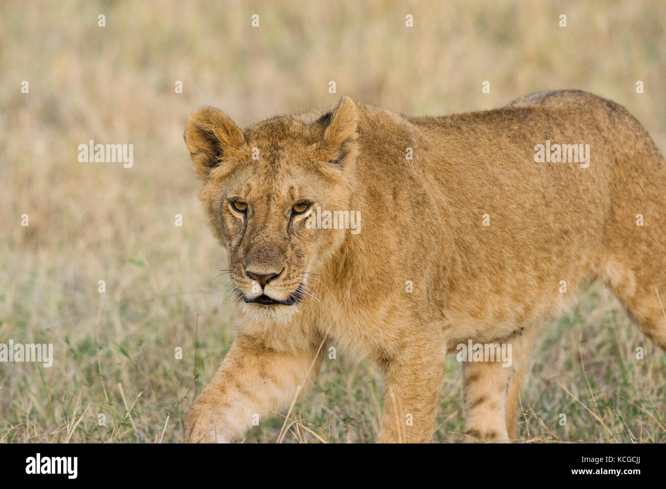 Lion (panthera leo) cub walking on savanna, Masai Mara National Game ...