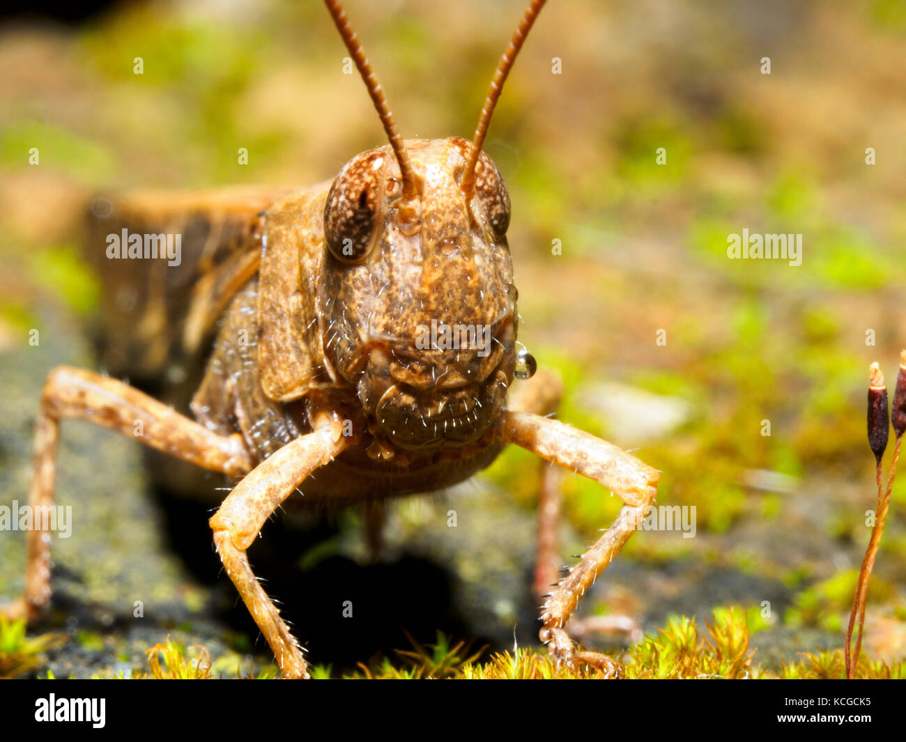 Italian locust (Calliptamus italicus) Stock Photo